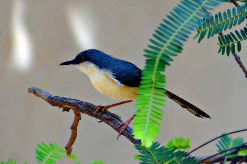 no people, animal, day, wren, india, perching, animal themes, Ashy Prinia, prinia socialis, ashy wren-warbler, warbler, prinia, animals in the wild, plant part