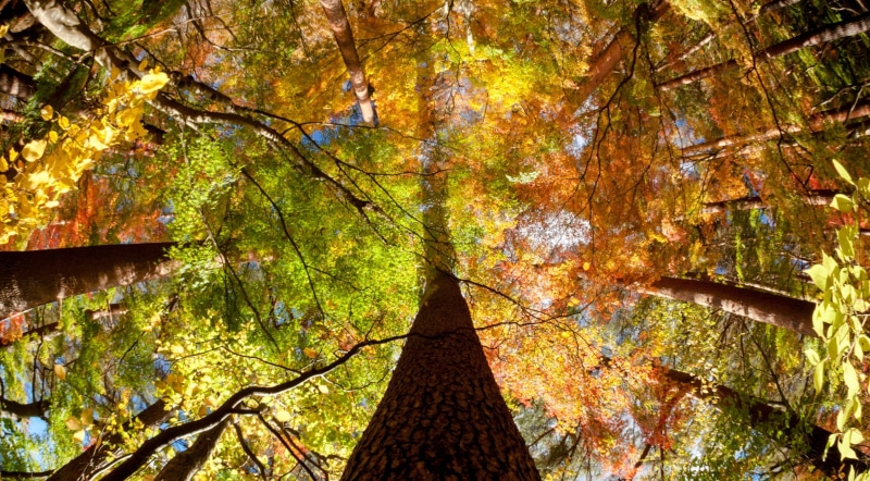 growth, tranquil scene, Lake, Plant, markii, plant part, ancient, fisheye, Zoom, Black, kobaken, Tree, Autumn, Asia, Park, nature, foliage, canon, branch