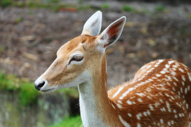 animals in the wild, wood, animal wildlife, animal world, sika deer, eye, day, close-up, mammal, nature, wild, herbivorous, animal, little, animal photography