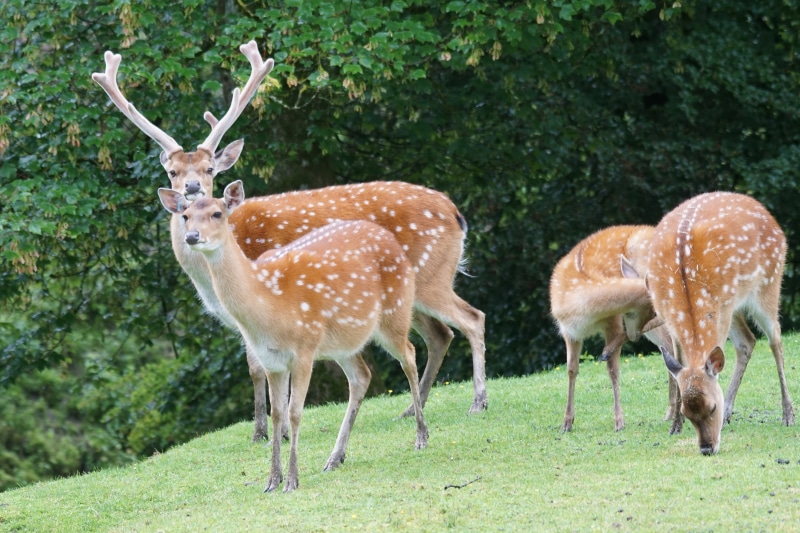 animals in the wild, nature, day, fawn, outdoors, mammal, animal wildlife, animal themes, tree, vertebrate, hirsch, noble deer, domestic animals, animal portrait