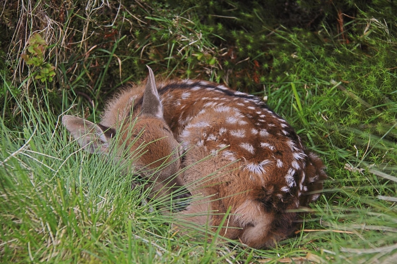 day, pets, relaxation, herbivorous, domestic animals, wicklow, animal, sika deer, growth, outdoors, cervus nippon, vertebrate, mammal, calf, land, nature