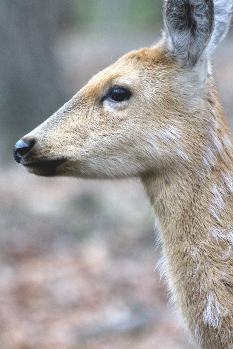 wild animal, nose, doe, domestic animals, closeup, ovis, vertebrate, nature, cervus nippon, eyes, profile, looking, no people, land, looking away, animal