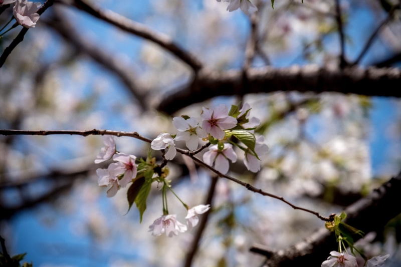 spring, no people, vulnerability, hanami, sakura, freshness, tokyo, outdoors, flower, 5K, plant, japan, nippon, tree, low angle view, flower head, nature