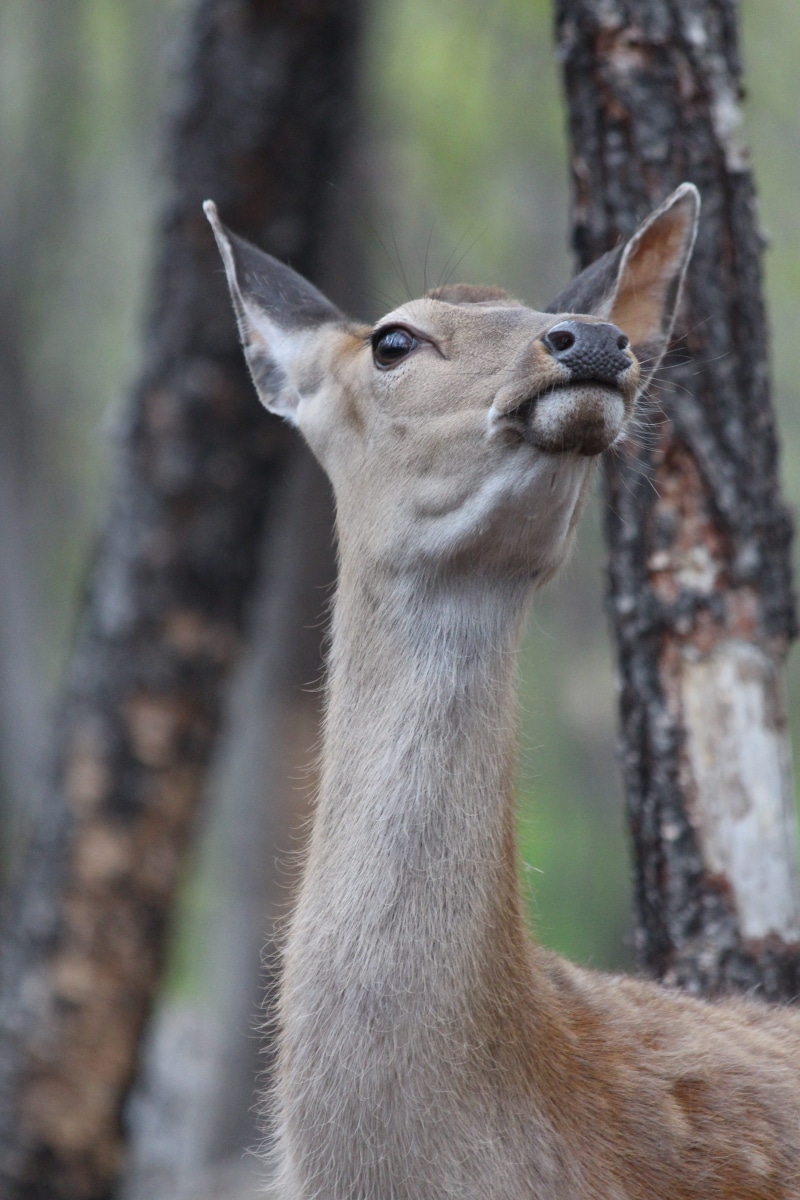 one animal, cervus nippon, animal, ovis, doe, not man, forest, whisker, head, tree, russian animal, wild animal, plant, spotted deer, close-up, animal head