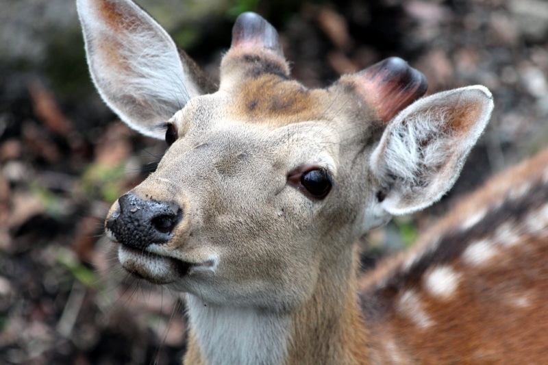 head, outdoors, fauna, snout, ears, close-up, looking at camera, eyes, nature, no people, animal, closeup, view, herbivorous, wild animal, nose, focus on foreground