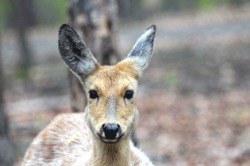 animal body part, focus on foreground, Spotted Deer, animal head, day, Doe, looking at camera, one animal, close-up, animals in the wild, Head, vertebrate