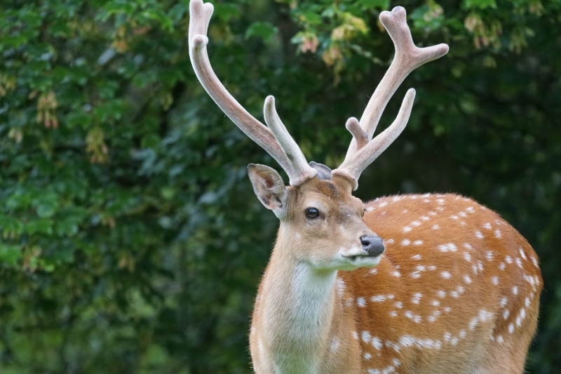 trees, near, green, sika deer, nature, horned, 5K, wildlife, animal themes, deer, antler, stag, animals In The Wild, hirsch, focus on foreground, animal portrait