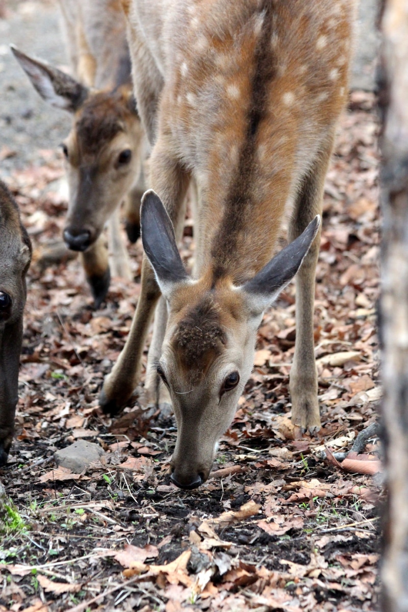 fawn, russian animal, day, vertebrate, fauna, herbivorous, head, group of animals, wild animal, nature, doe, cervus nippon, outdoors, animal themes, young animal