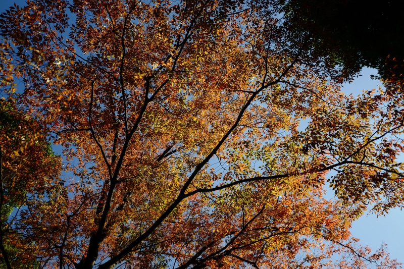 autumn, nippon, beauty in nature, uenopark, change, fall, taitō, outdoors, sky, growth, low angle view, plant part, yellow, backgrounds, uenokoen, plant