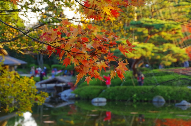 maple leaf, 4K, beauty In Nature, japan, park - Man Made Space, focus on foreground, outdoors, plant part, nature, season, day, multi Colored, leaf, water