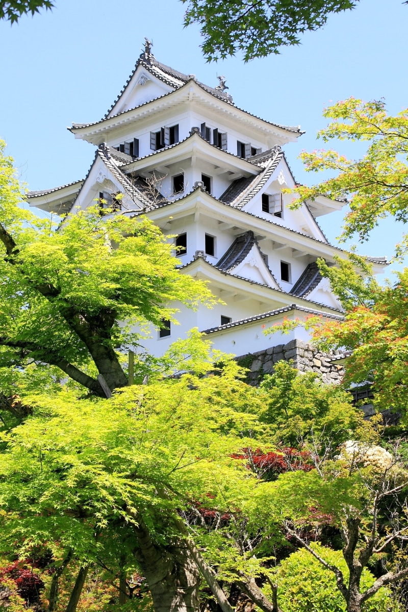 gujo-hachiman, built structure, spirituality, travel, gifu, japanese style, plant, architecture, low angle view, day, outdoors, belief, religion, tree