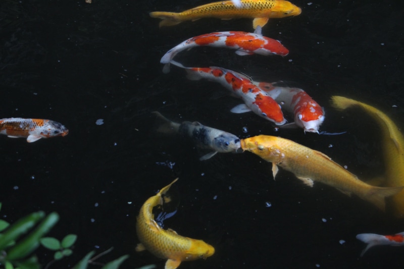 japan, underwater, school of fish, vertebrate, water, sea life, shoal, swimming, marine, japanese style, animal, pond, group of animals, animal themes