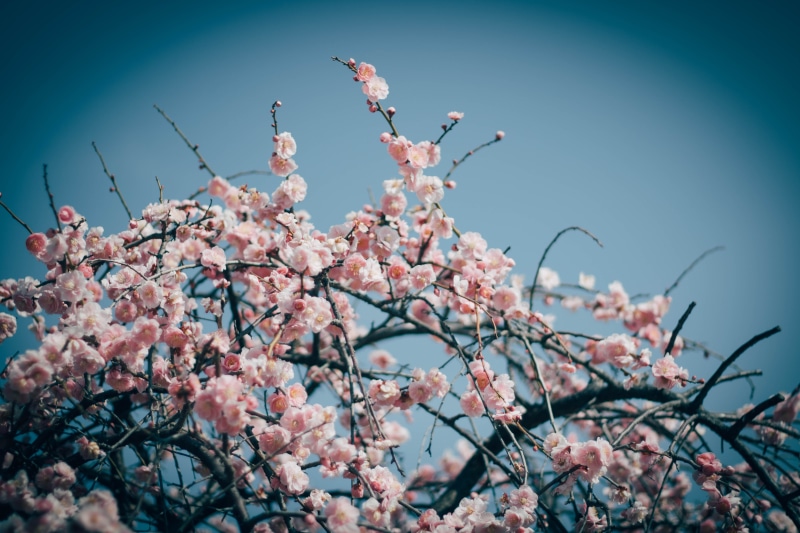 cherry blossom, sakura, japan, cherry tree, scenery, landscape, hanami, view, nature, branch, flowering, panoramic, pink, no people, pink color, outdoors