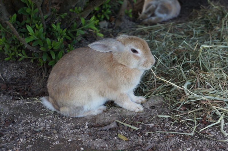 animals in the wild, animal themes, close-up, outdoors, hiroshima, vertebrate, grass, no people, one animal, 4K, small animals, land, ōkunoshima, high angle view