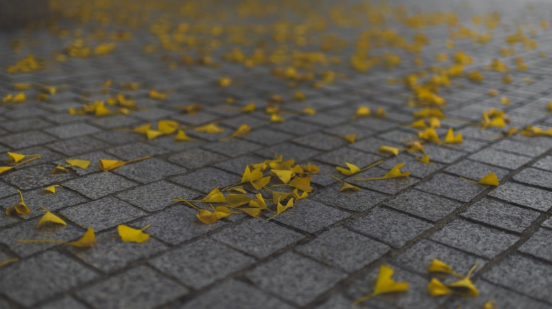 color, season, bright, change, hiroshima, stone, day, sad, paving stone, falling, dead, focus on foreground, street, leaves, fallen, fall, high angle view