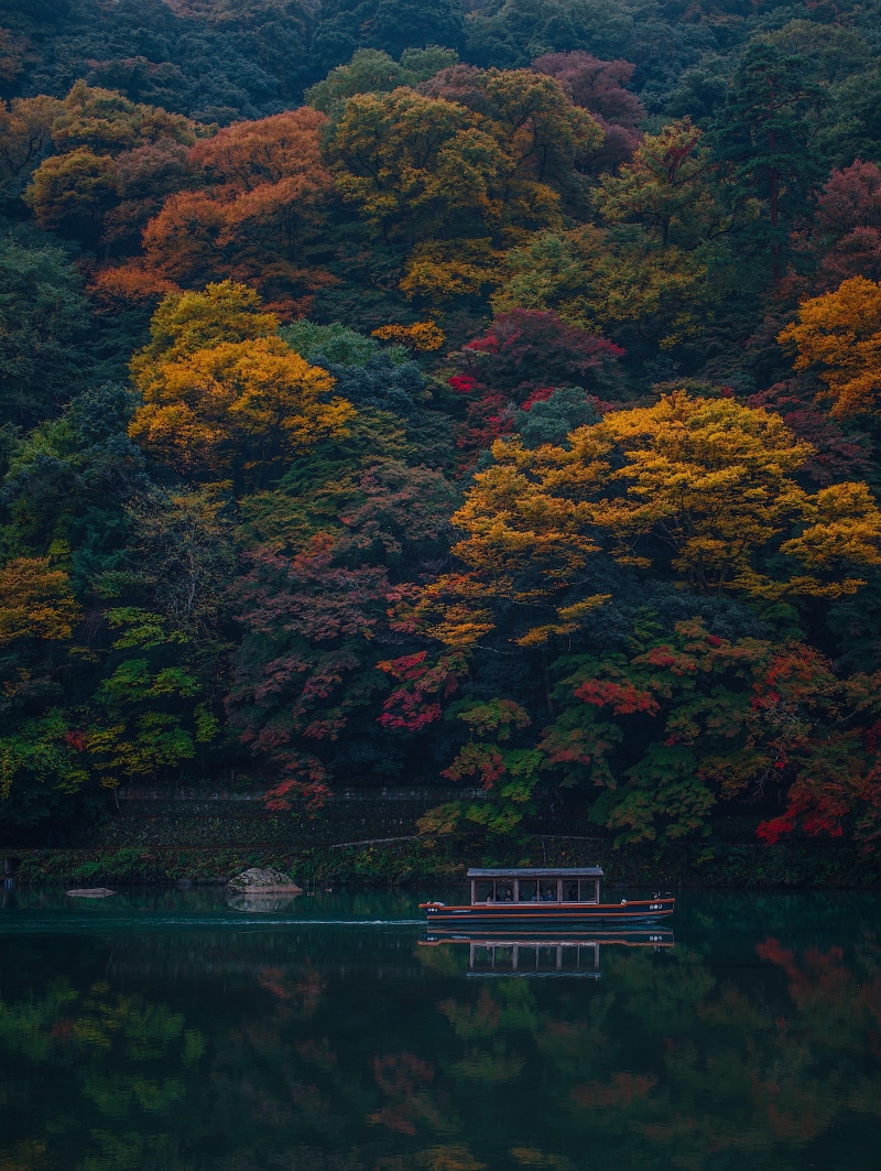 change, outdoors, plant, forest, 4K, scenics - nature, beauty in nature, trees, arashiyama, tour, color, no people, tree, kyoto, fall colors, tranquil scene