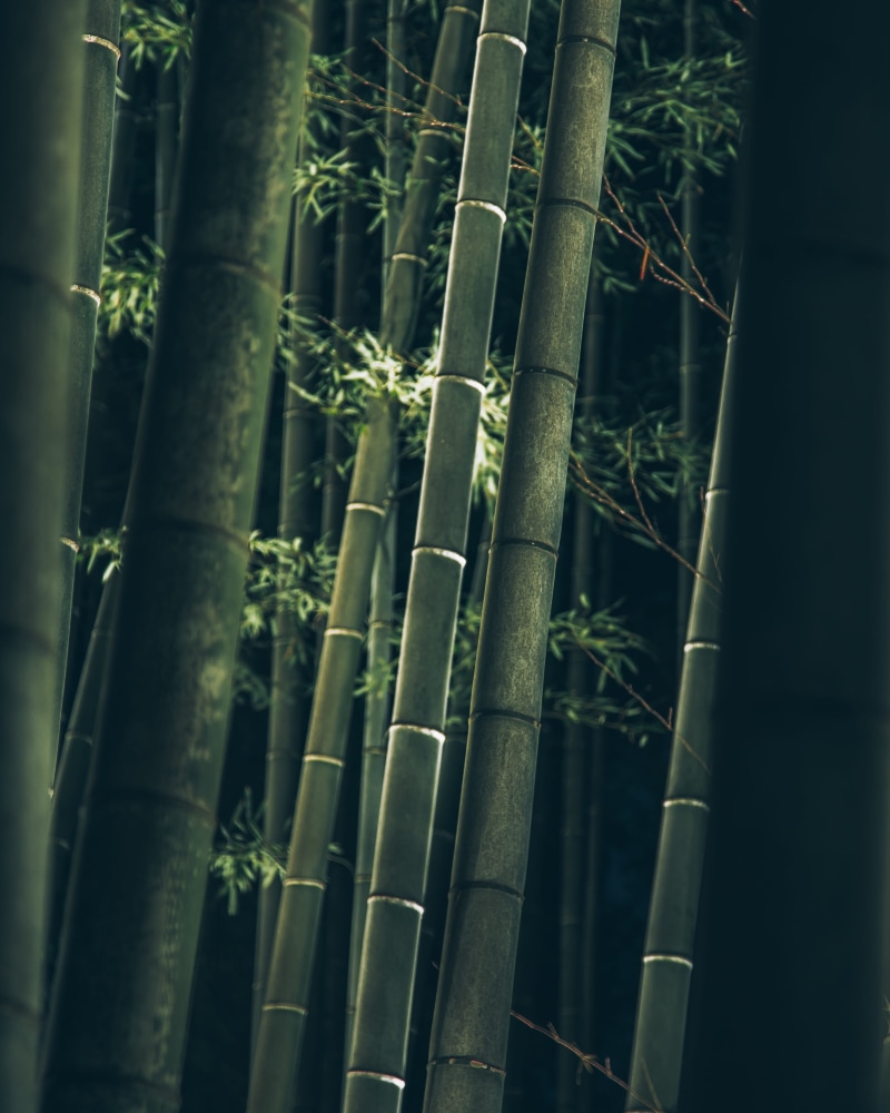 bamboo - plant, tranquility, japan, bamboo - material, land, focus on foreground, outdoors, nature, no people, green, backgrounds, kyōto-shi, 4K, close-up