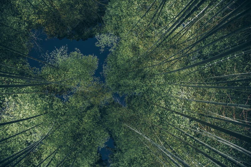 coniferous tree, sunlight, idyllic, japan, no people, tree canopy, arashiyama bamboo grove, land, non-urban scene, scenics - nature, high angle view, green color