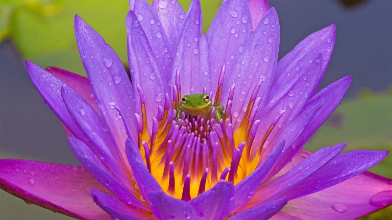 lake Kissimmee, FL, flower, 1080P, tree frog