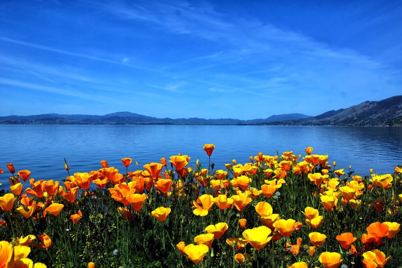 water, SPLENDOR IN THE GRASS, california poppies, yellow, summer, flower, mountain, yellow Poppy, ocean, watr, water  poppy, sky, california wild, nature