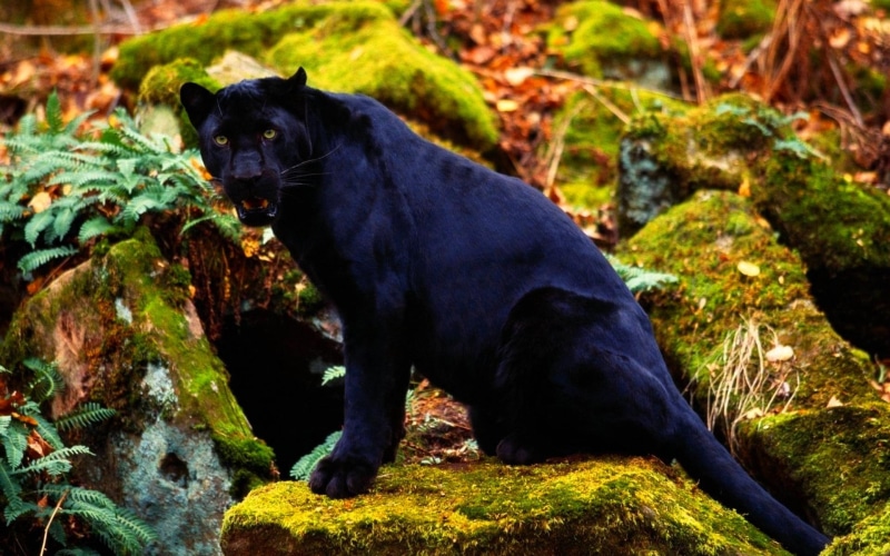 panther, sitting, power, 1080P, ferns, boulders, big cat, moss, black, animals