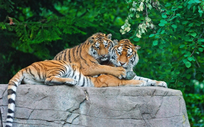 big wild cats, animals, tiger, boulder, cats, 1080P, family, tigers