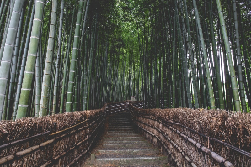 nature, birch, trees, bamboo - plant, plant, direction, bamboo, beauty in nature, outdoors, green color, diminishing perspective, stairs, grove, middle