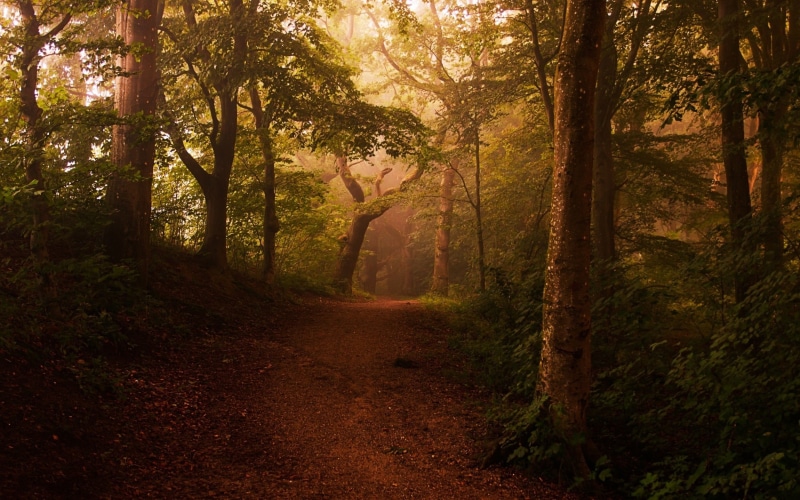 woodland, trunk, non-urban scene, growth, tranquil scene, path, the way forward, road, leaded, leaves, beauty in nature, tranquility, shrubs, tree, trail