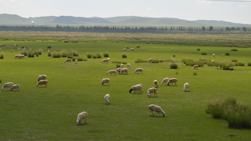 4K, green, herb, grazing, field, pets, environment, plant, eye protecting, domestic, animals, flock of sheep, mammal, inner mongolia, herd, group of animals