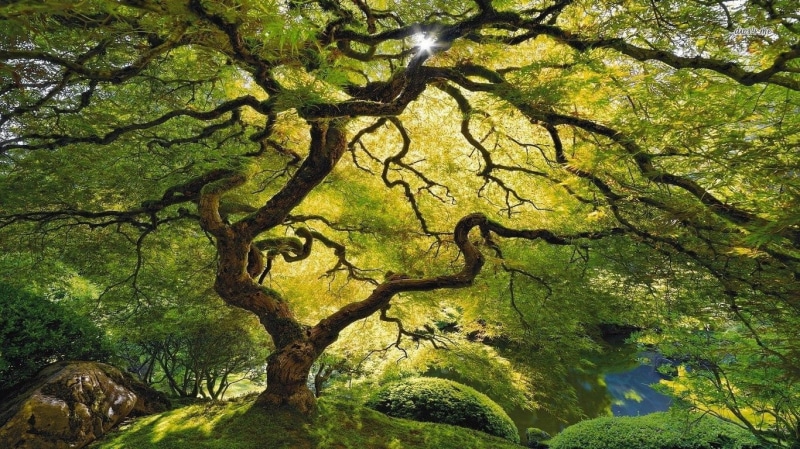 720P, Tree, Trees, Inner Peace