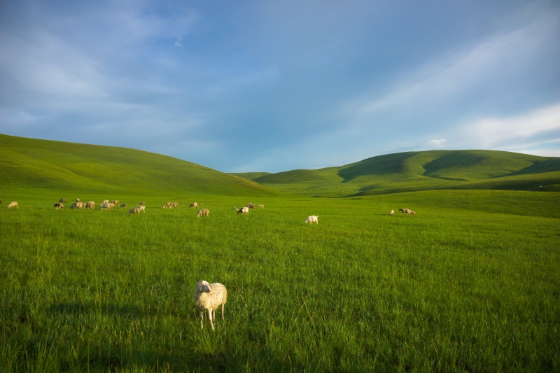 hill, inner mongolia, summer, animal themes, tranquil scene, no people, land, domestic, rural Scene, green, pasture, livestock, field, grazing, mammal