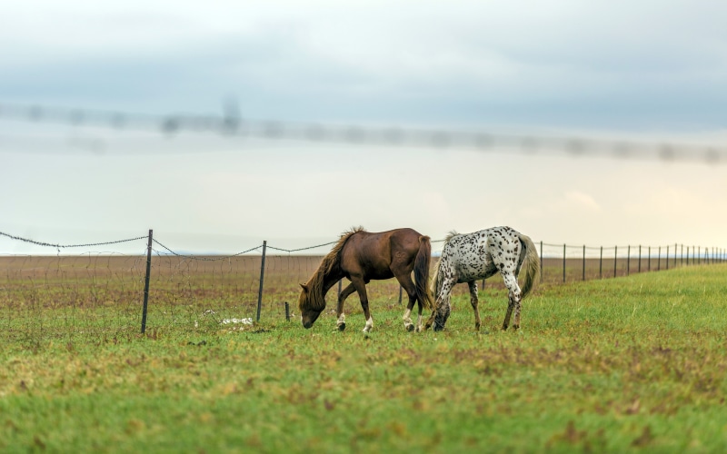 wild, grass, group of animals, animal, pets, domestic animals, domestic, grazing, herbivorous, river, agriculture, horse, mammal, animal themes, plant
