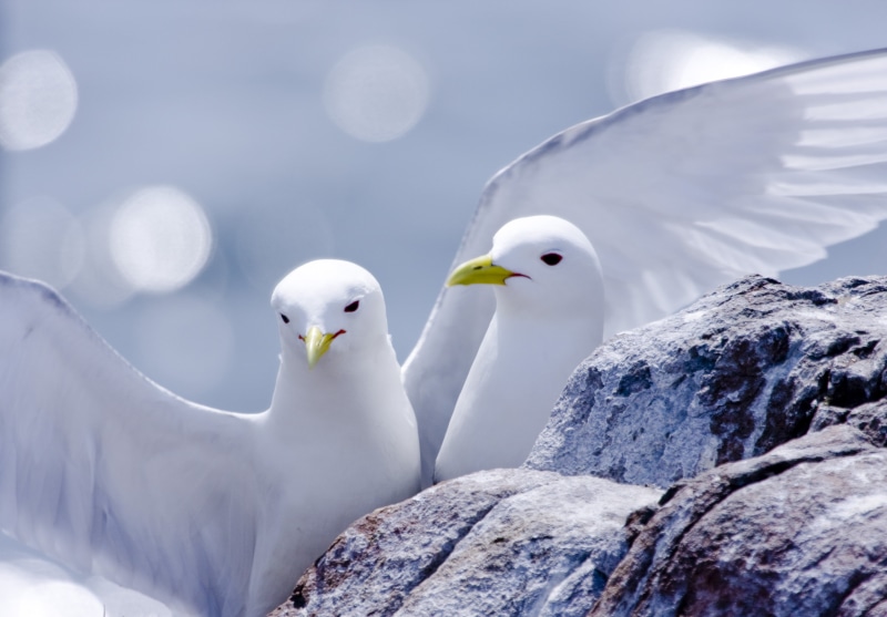pair, white, rock, near, kittiwake, two, Bird Watcher, depth of field, BEJ, feather, depth, inner farne, animal, farne islands, Nature, wildlife, bird