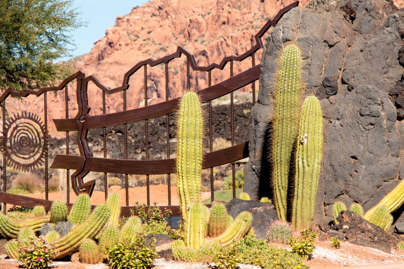 arizona, wood - material, wall, flowers, solid, history, wrought, st george, growth, nature, brown, red, dry, the past, botanical, patio, garden, beauty in nature