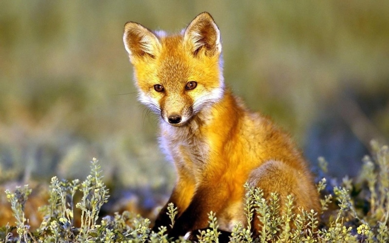 autumn, frolic, kitsune, fall, 1080P, baby, animals, grass, fox, field, music, brown, stare