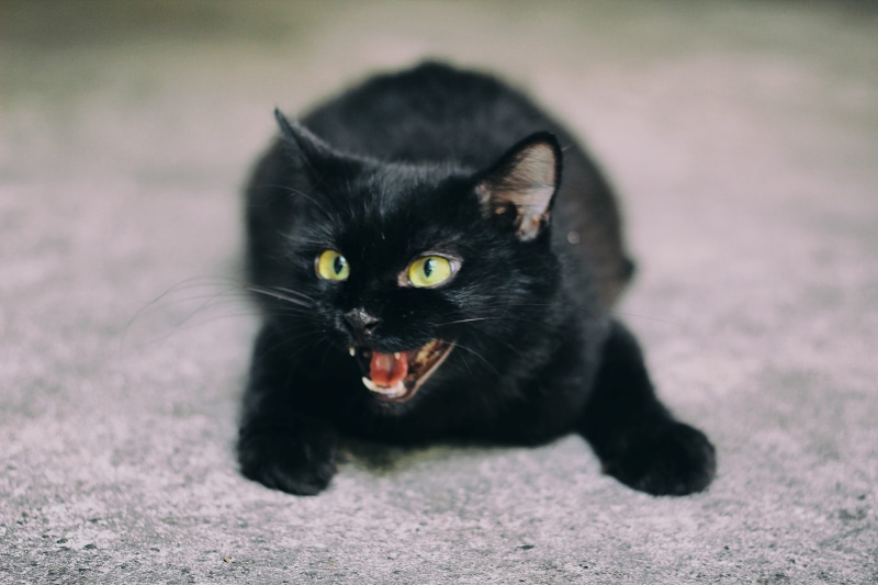 looking at camera, grey, hissing, black, yellow, focus on foreground, feline, animal body part, pets, photography, animal, vertebrate, aggression, mouth open