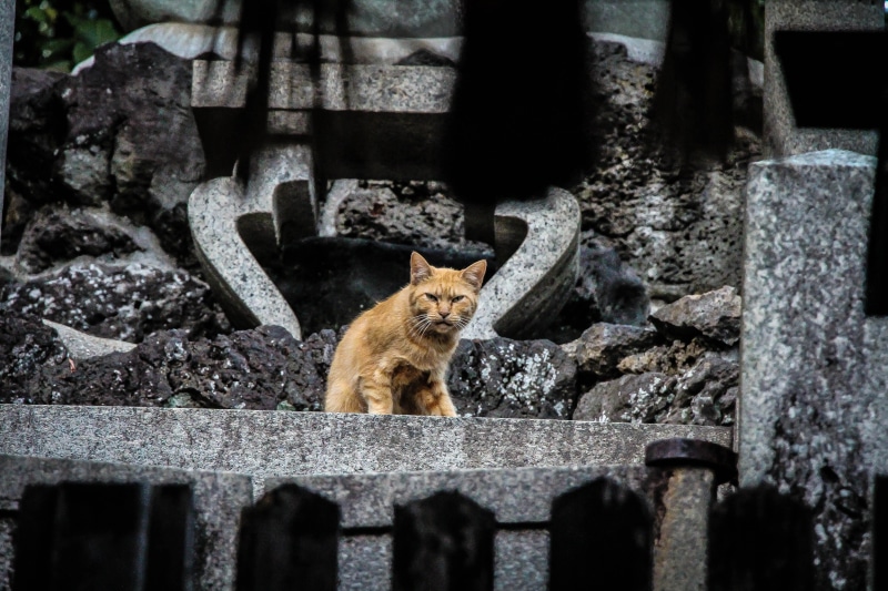 no people, tabby, 5K, nature, animal, temple, pet, ginger, looking at camera, stone, angry, shrine, solid, vertebrate, domestic, one animal