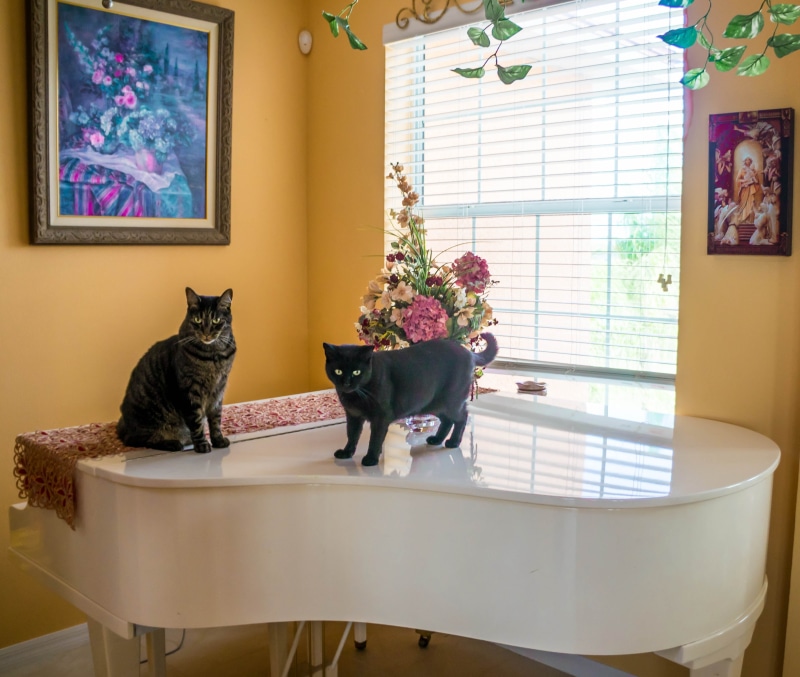 indoors, animal, cat, vertebrate, domestic cat, piano, instrument, feline, art, domestic, room, portrait, animal themes, young, one animal, plant, table