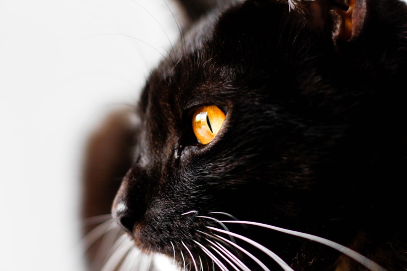 5K, pet, focus, kitten, shallow focus, amber, mammal, cat, feline, cute, eyes, whisker, portrait, domestic, downy, shallow, close-up, fur, Tier, black cat