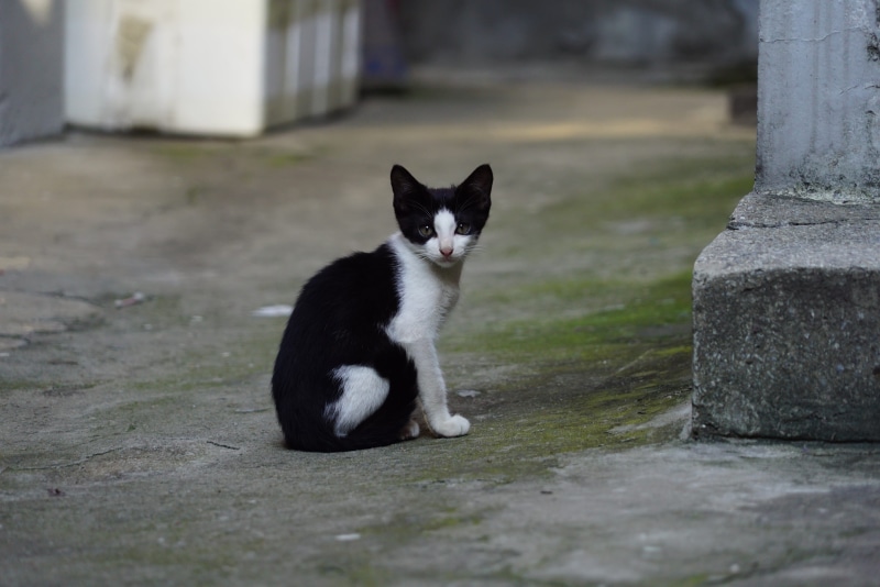 animal themes, gilnyangyi, whisker, cute, the black cat, Cat, feline, building exterior, one animal, white, 4K, black color, domestic, looking at camera