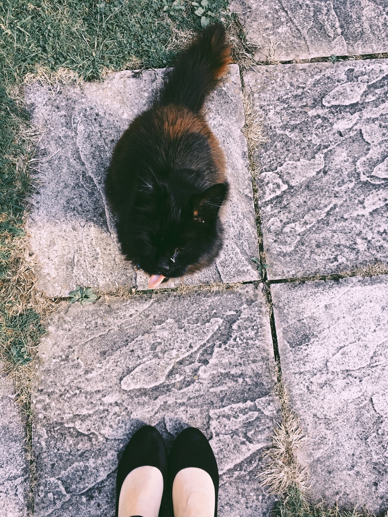 tabby, little, stone, pet, cat face, ground, footwear, adorable, human leg, standing, kitty, vertebrate, body part, human foot, brown, grass, day, high angle shot