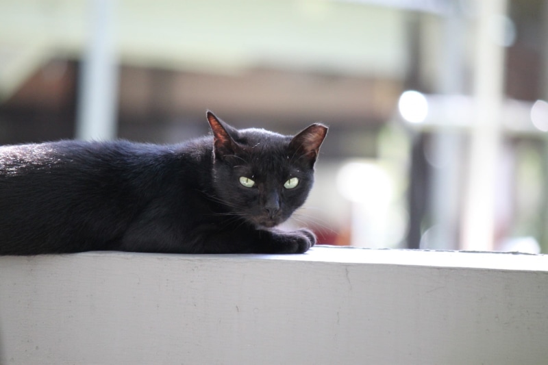 no people, animal eye, feline, 1080P, photography, black, animal, animal head, kitten, mammal, whisker, portrait, lens, black color, buildings, domestic animals