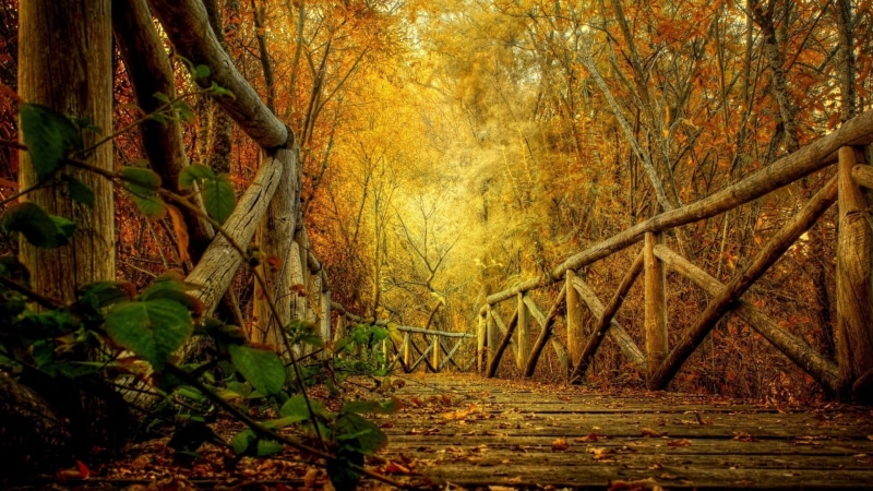 branch, land, landscape, scenics, day, sunlight, woodland, green Color, outdoors, autumn collection, orange Color, plant part, fall, tree, forest, brown