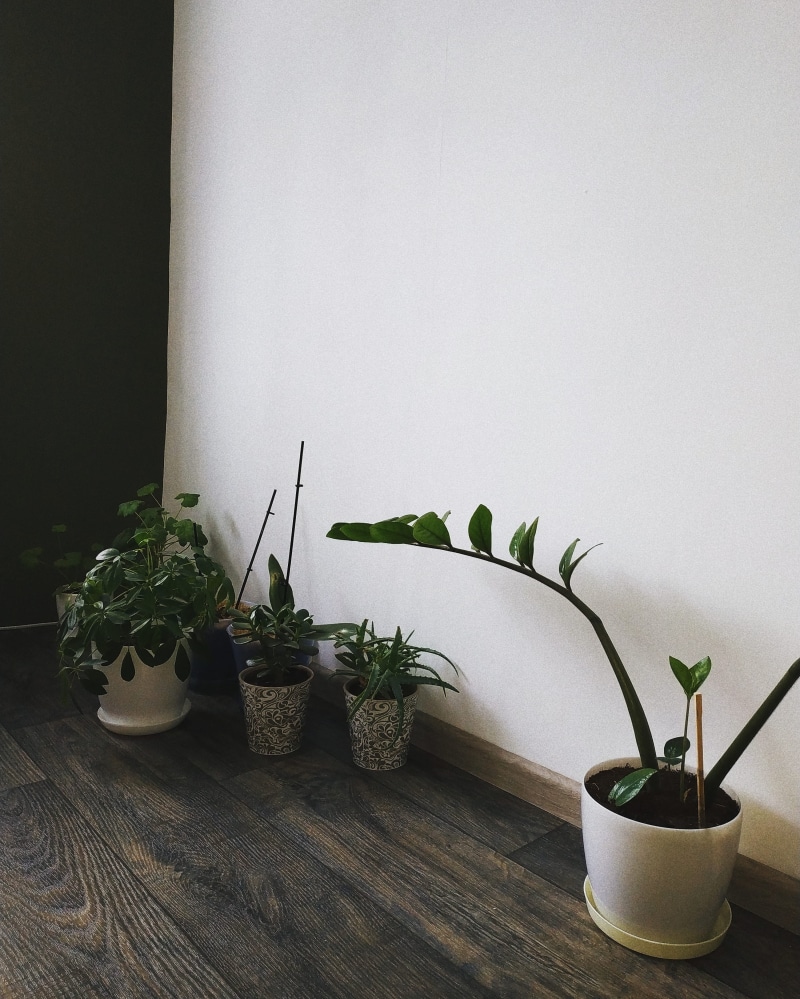 green color, houseplant, Minimum, jar, copy space, wall - building feature, flower arrangement, Minimal, White, home interior, herb, Home, wood - material