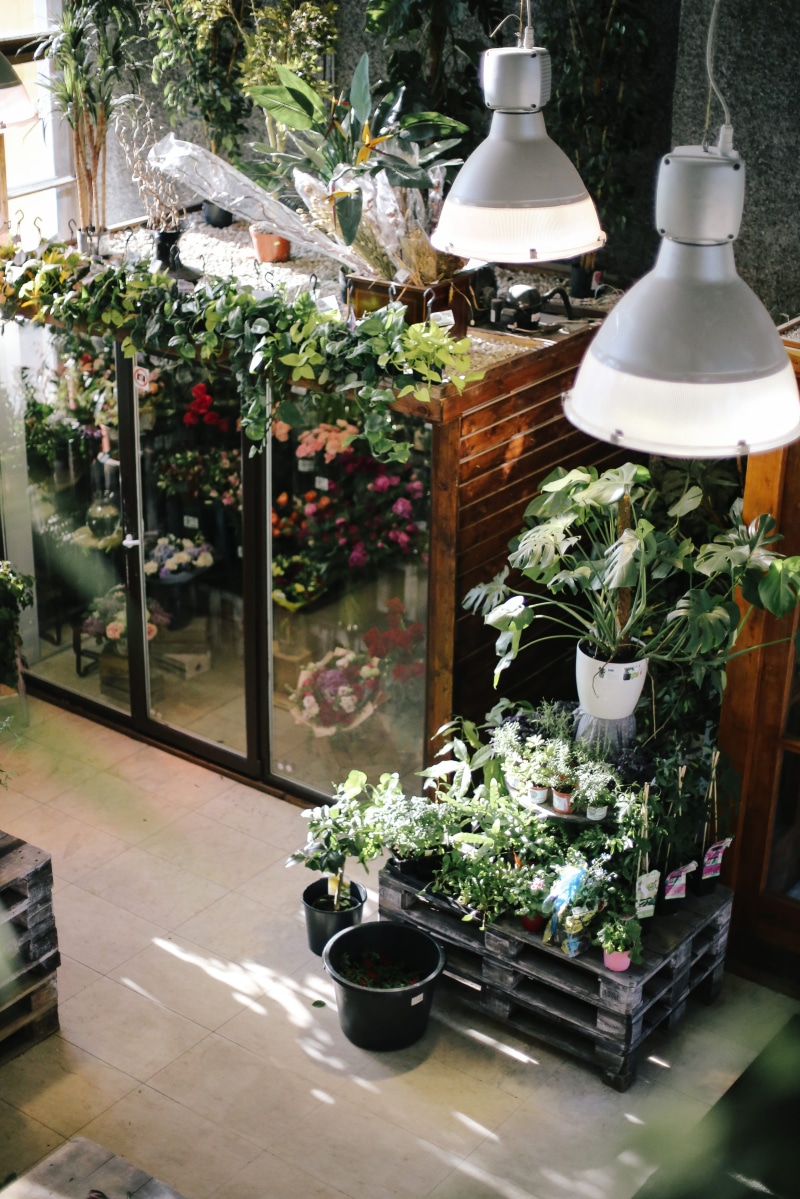 potted plant, flower, horticulture, vulnerability, hanging, flowering plant, gray, lighting equipment, lamps, beauty in nature, flora, 5K, electric lamp