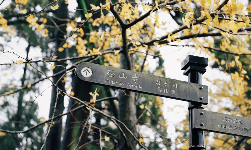 handrail, cherry blossom, symbol, nature, plant, tree, no people, leaf, lamp post, branch, close-up, text, metal, building, number, near, blossom, flower