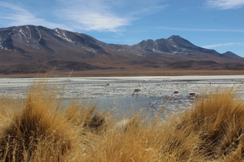 water, land, mountains, Bolivia, sky, non-urban scene, river, hills, scenics - nature, flamingos, 5K, birds, day, outdoors, beauty in nature, nature, grass