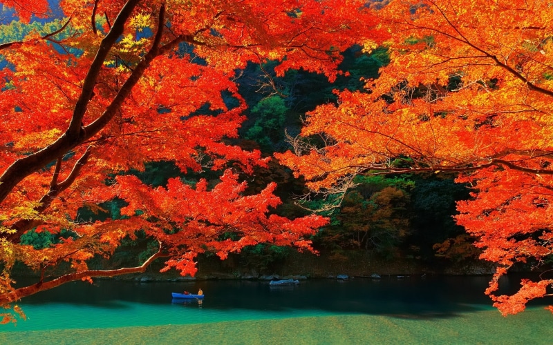 no people, Japan, body, scenics - nature, tranquil scene, 1080P, landscape, lake, water, tranquility, day, boat, idyllic, plant, change, autumn, orange color