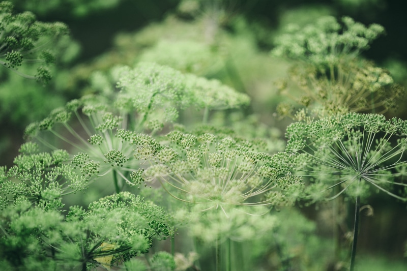 summer, nature, food, growth, flora, leaves, food and drink, garden, no People, close-up, beauty In Nature, coniferous tree, tranquility, colorfull, sunlight