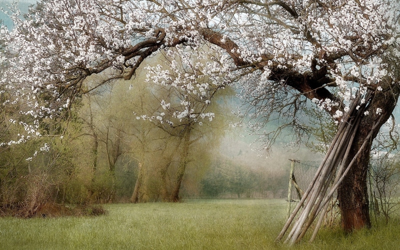 Trees, Spring, 1080P, Flowers, White, Nature, Garden